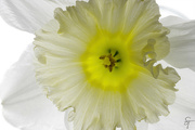 14th Apr 2022 - White Daffodil