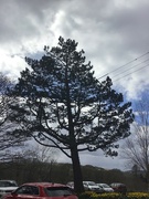 14th Apr 2022 - Tree