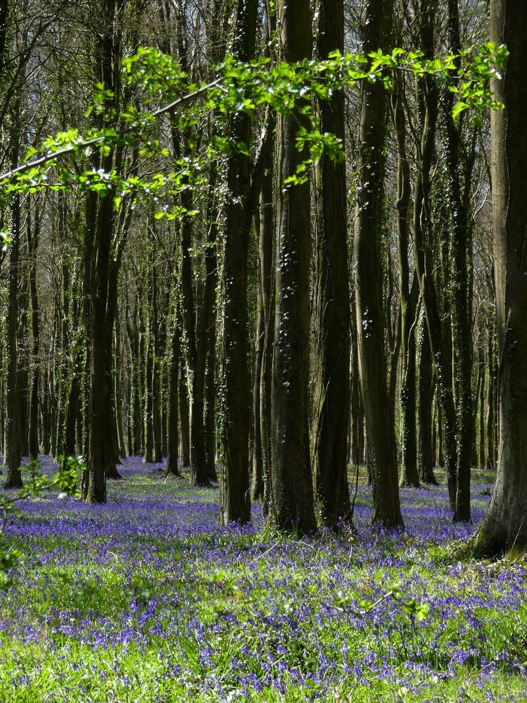 Bluebells As Far As The Eye Could See by 30pics4jackiesdiamond