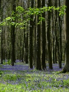 15th Apr 2022 - Bluebells As Far As The Eye Could See