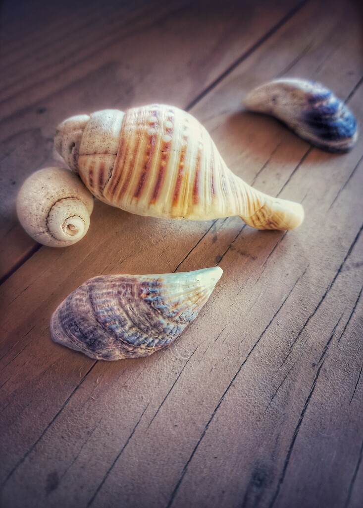 Shells  by salza