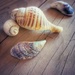 Shells  by salza
