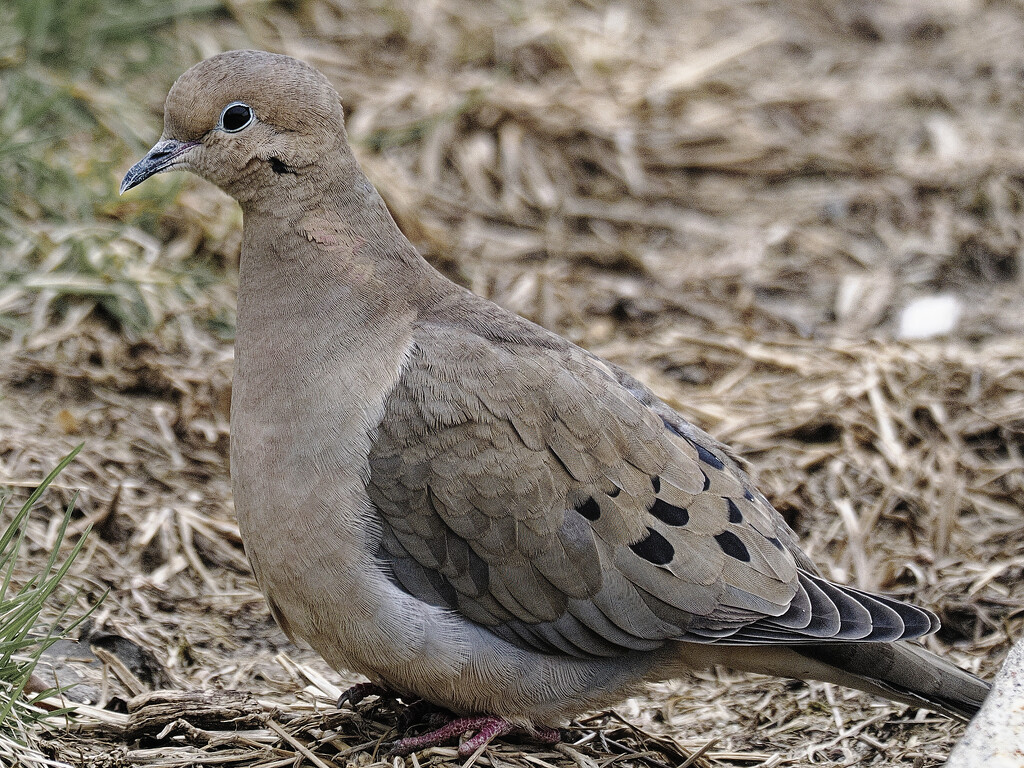 mourning dove  by rminer