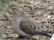 15th Apr 2022 - mourning dove 