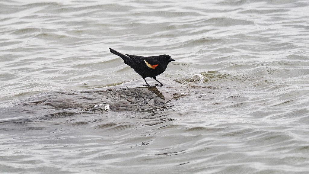 red-winged blackbird on water  by rminer