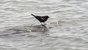 15th Apr 2022 - red-winged blackbird on water 