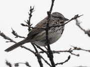 15th Apr 2022 - song sparrow