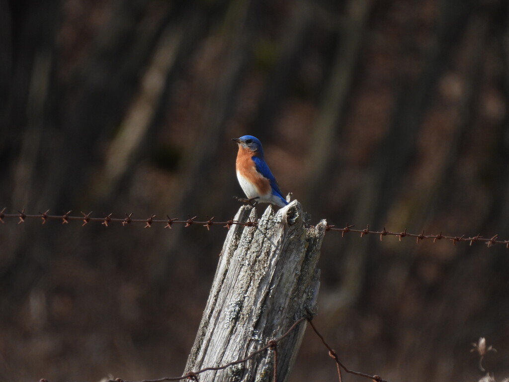Eastern Bluebird by frantackaberry