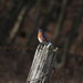 Eastern Bluebird by frantackaberry