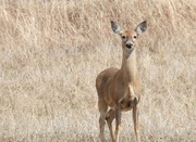 9th Apr 2022 - White-Tailed Deer