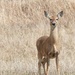 White-Tailed Deer by frantackaberry