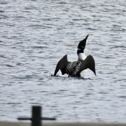 4th Apr 2022 - First Loon of the Year