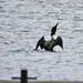 First Loon of the Year by frantackaberry