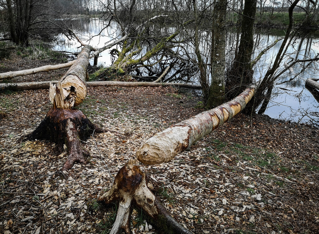Trees Felled by Beavers by sanderling