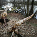 Trees Felled by Beavers by sanderling