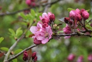 15th Apr 2022 - Beautiful pink blossom