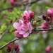 Beautiful pink blossom by 365anne