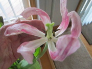 15th Apr 2022 - The last of my birthday tulips