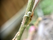 15th Apr 2022 - Tiny spider on Grape Vine
