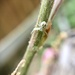 Tiny spider on Grape Vine by metzpah