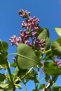 15th Apr 2022 - The lilac is in bloom