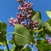 The lilac is in bloom by tunia