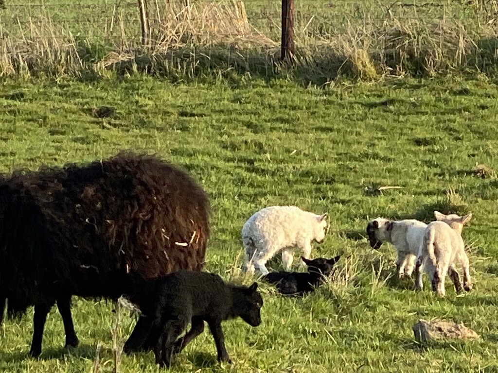 Lamb nursery  by cafict