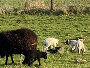 17th Apr 2022 - Lamb nursery 