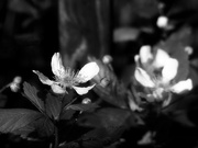 16th Apr 2022 - Delicate white blossoms...