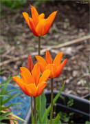 15th Apr 2022 - More Orange Tulips
