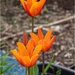 More Orange Tulips by pcoulson