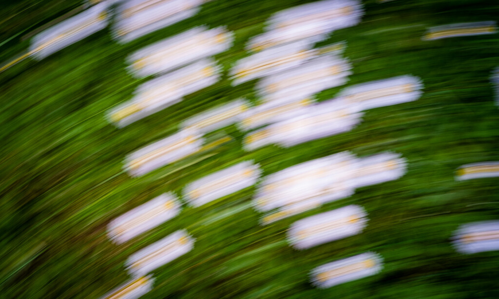 Daisies in a Spin... by vignouse