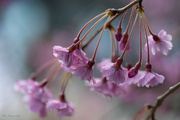15th Apr 2022 - Ornamental Cherry Blooms