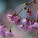 Ornamental Cherry Blooms by theredcamera