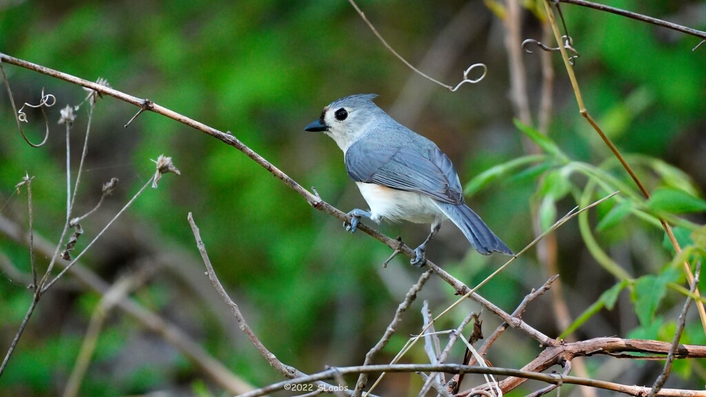 105-365 Titmouse by slaabs