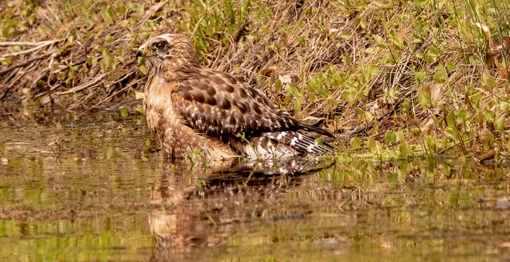 Bath Time for the Red Shouldered Hawk! by rickster549