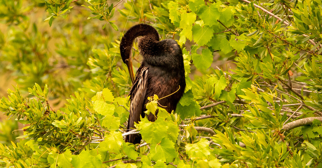 Anhinga Checking Out all of It's Feathers. by rickster549