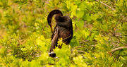 15th Apr 2022 - Anhinga Checking Out all of It's Feathers.