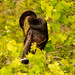 Anhinga Checking Out all of It's Feathers. by rickster549