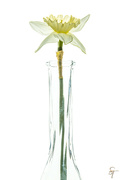 15th Apr 2022 - Single White Daffodil