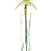 Single White Daffodil by skipt07