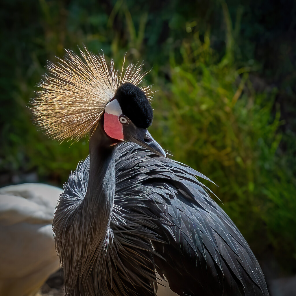 Black crowned crane by nicoleweg