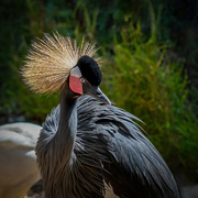 15th Apr 2022 - Black crowned crane