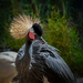 Black crowned crane by nicoleweg