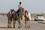 16th Apr 2022 - Moving camels #1