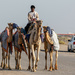 Moving camels #1 by ingrid01