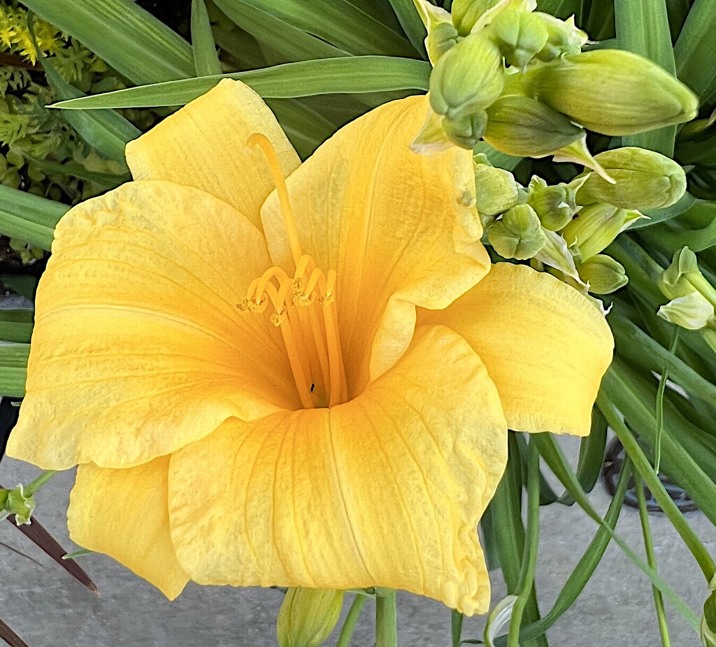 The first of the day lilies by congaree