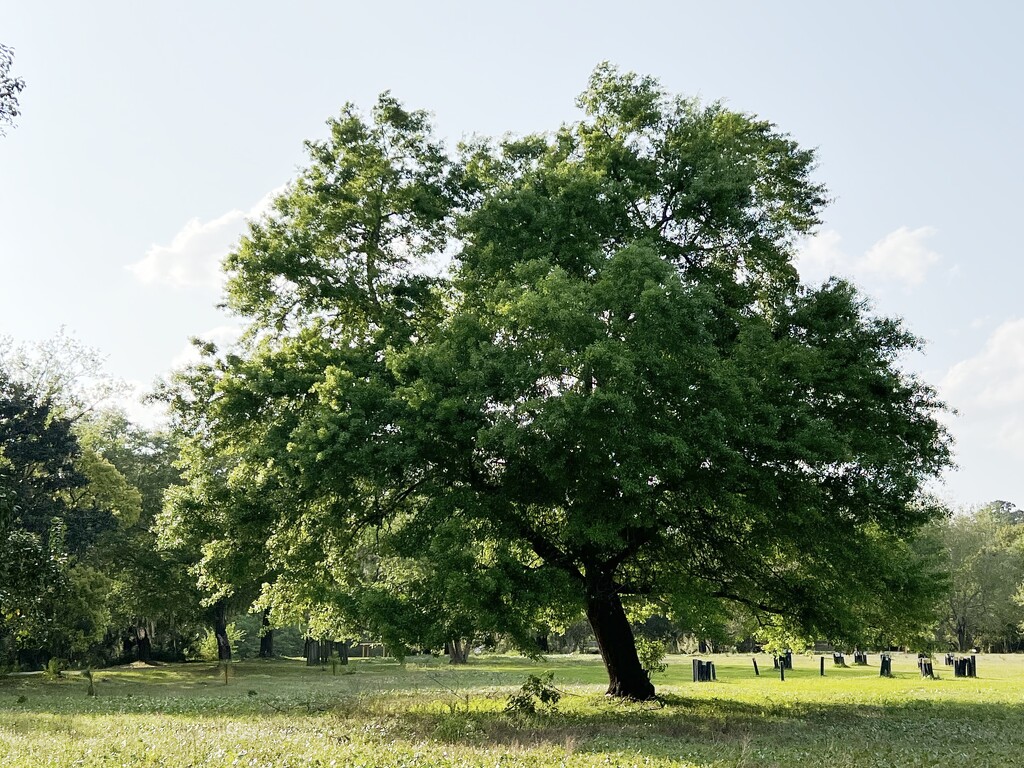 A newly leafed-out tree at the beginning of Spring by congaree