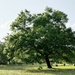 A newly leafed-out tree at the beginning of Spring by congaree