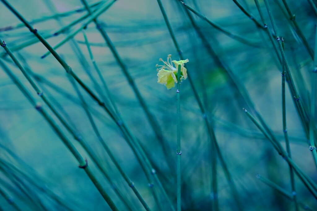 flower caught in reeds by blueberry1222